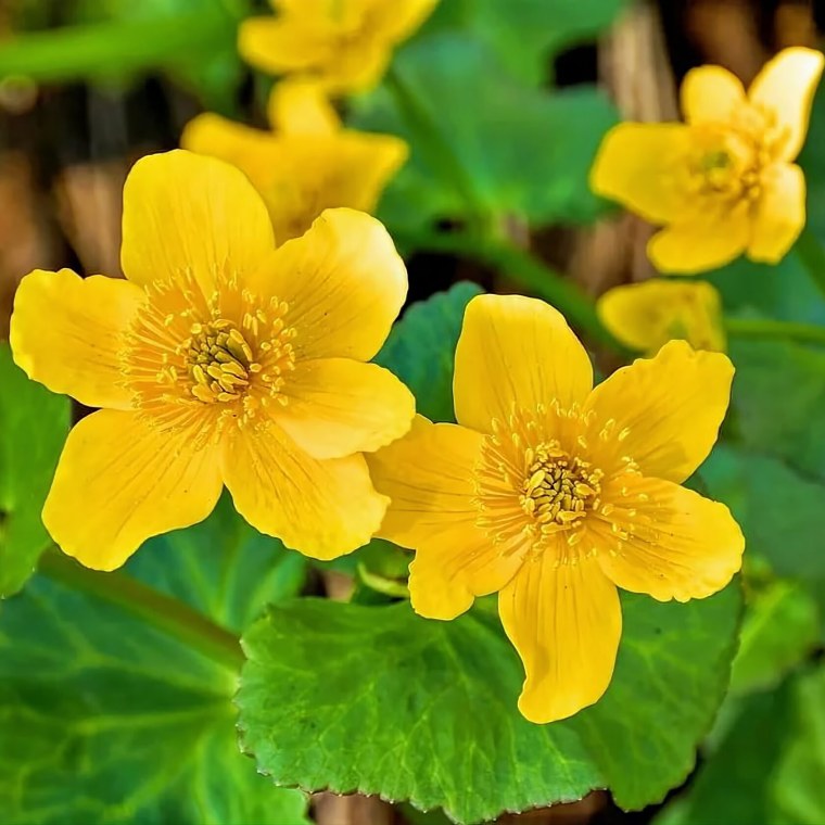 Калужница европейская