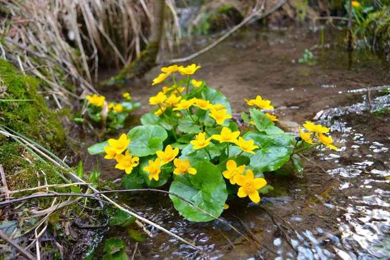 Caltha palustris (Кальта палюстрис) калужница Болотная