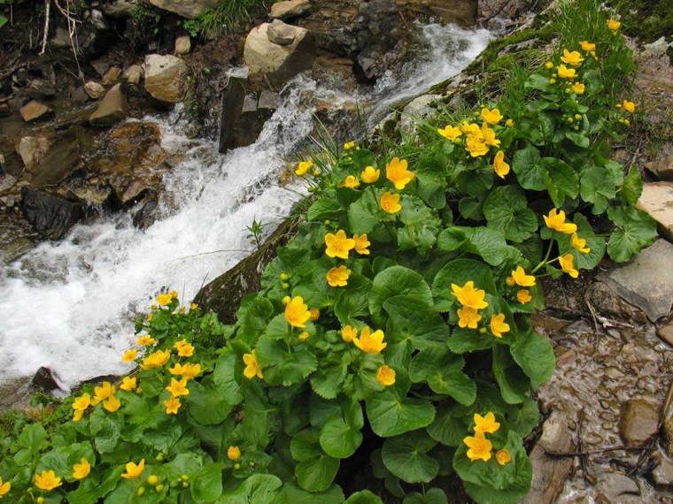 Калужница (Caltha)