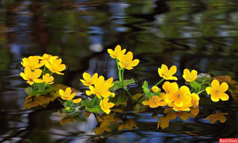 Калужница купальница