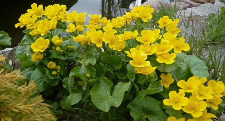 Калужница Болотная Caltha palustris