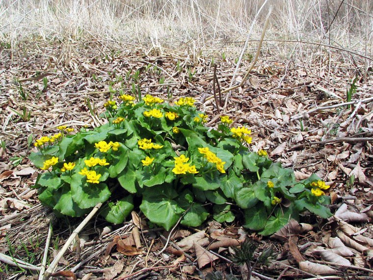 Калужница тонколепестная