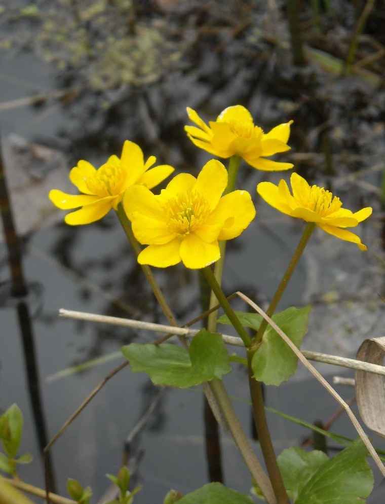 Калужница (Caltha)