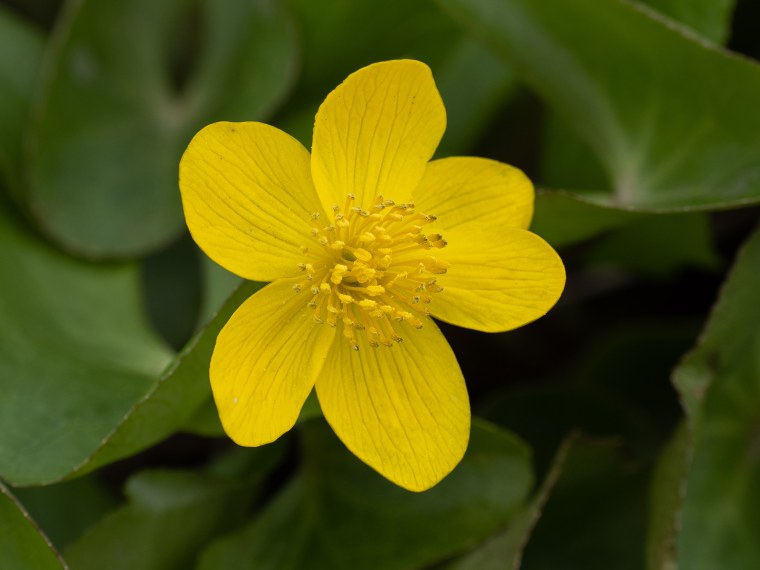 Калужница Болотная - Caltha palustris l.
