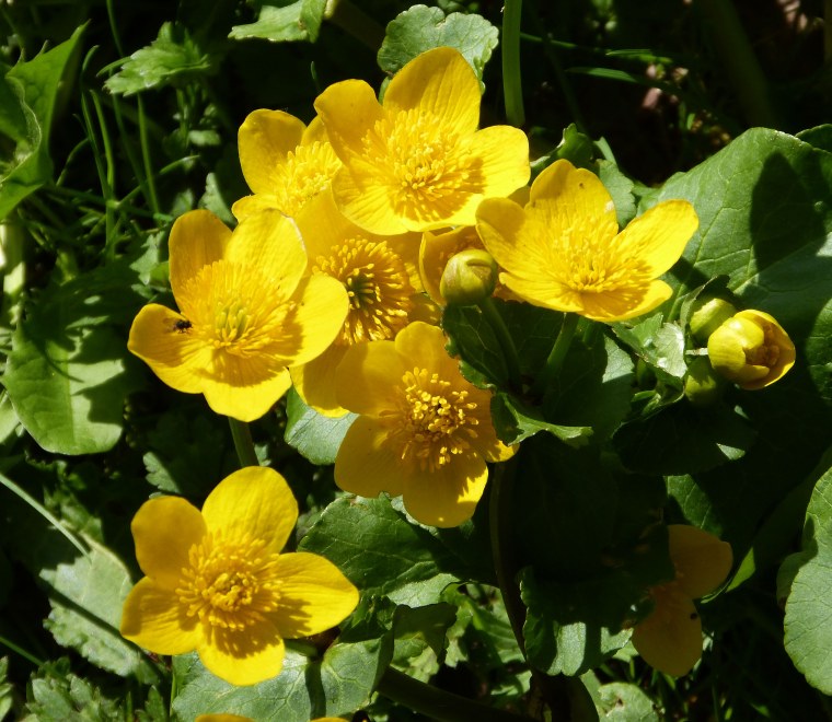 Медуница, калужница Болотная.