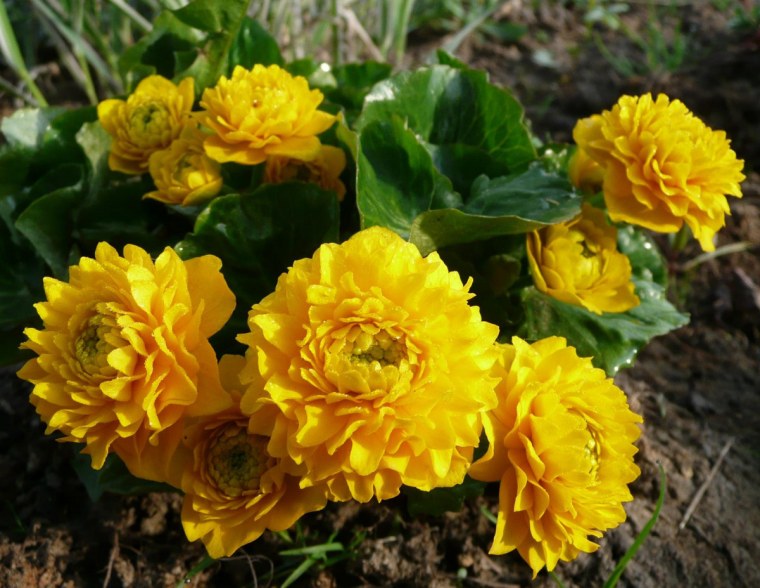 Калужница Болотная махровая