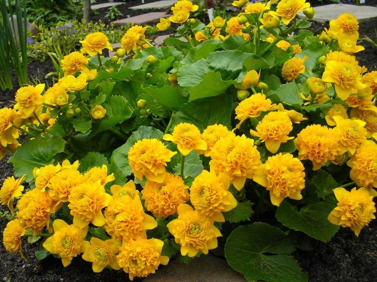 Калужница Болотная махровая