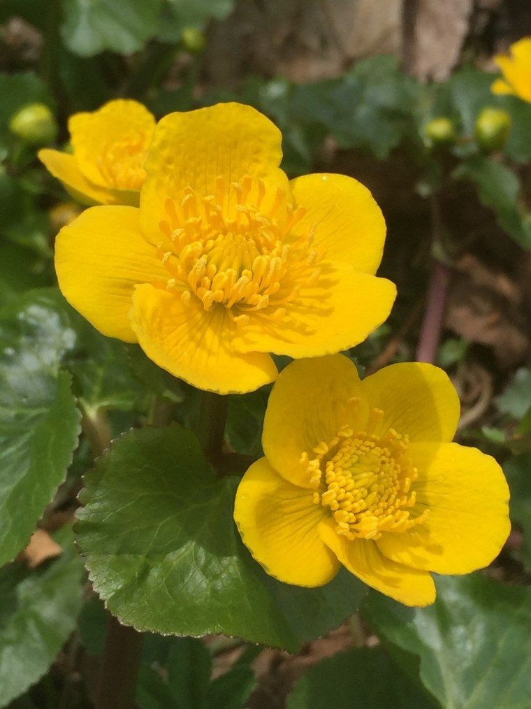 Калужница Caltha palustris