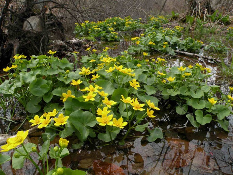 Калужница Caltha palustris
