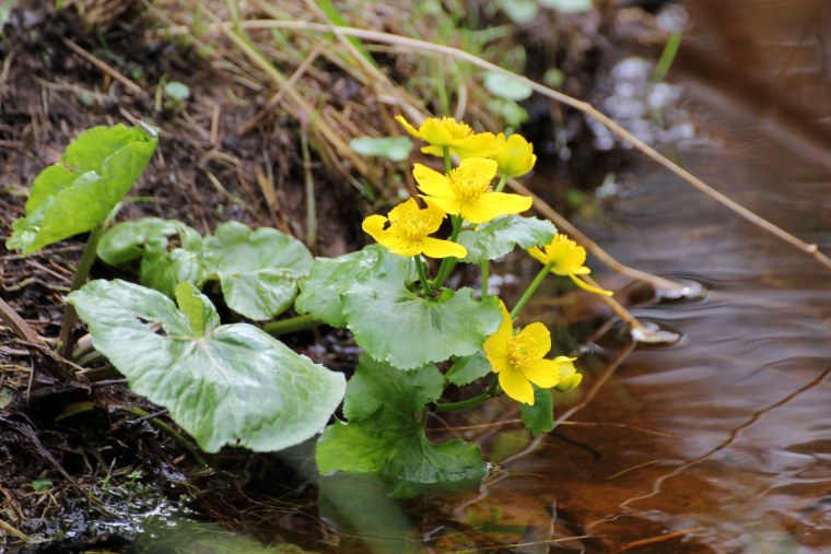 Калужница Болотная корни