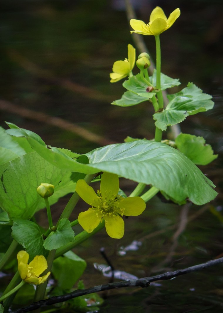Калужница Болотная Лягушачья трава