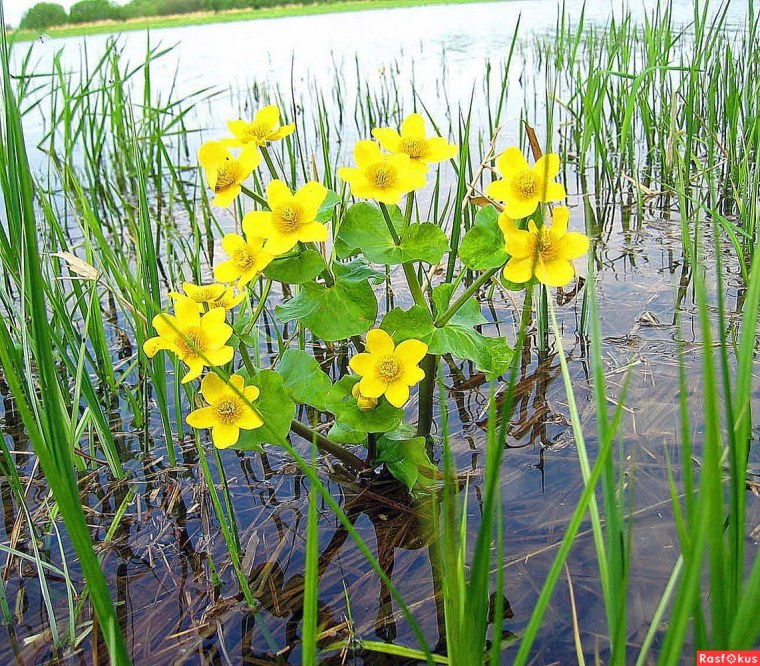 Калужница Болотная гидрофит