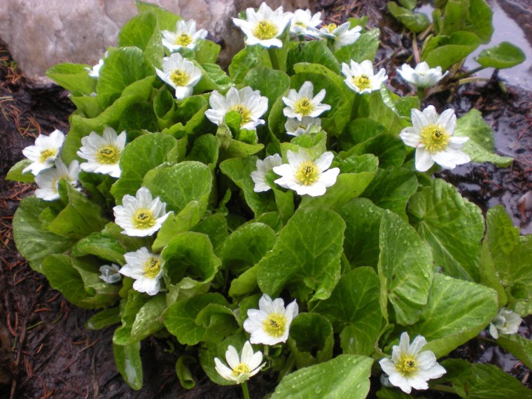 Калужница Болотная Alba