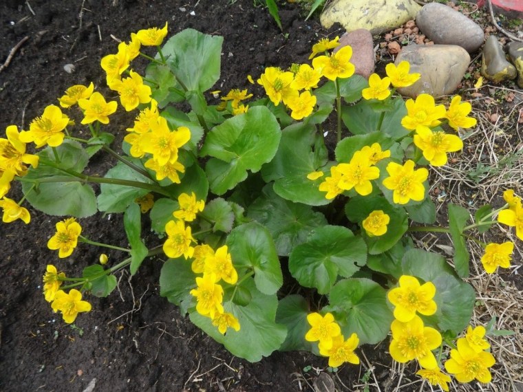 Калужница Болотная Брайт Еллоу