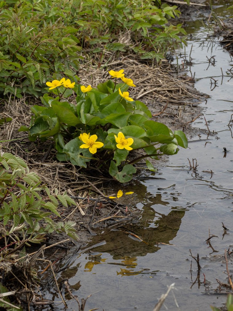 Калужница (Caltha)