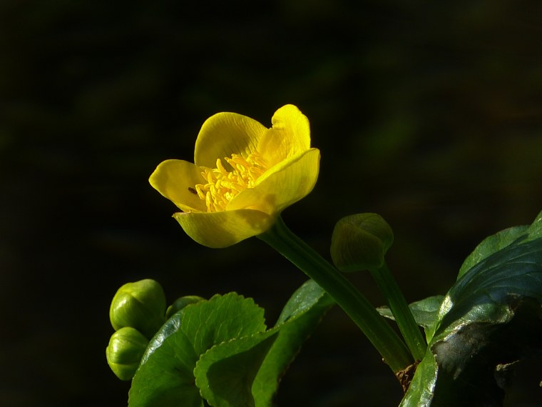 Калужница Caltha polypetala