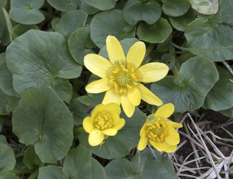 2. Калужница Болотная – Caltha palustris