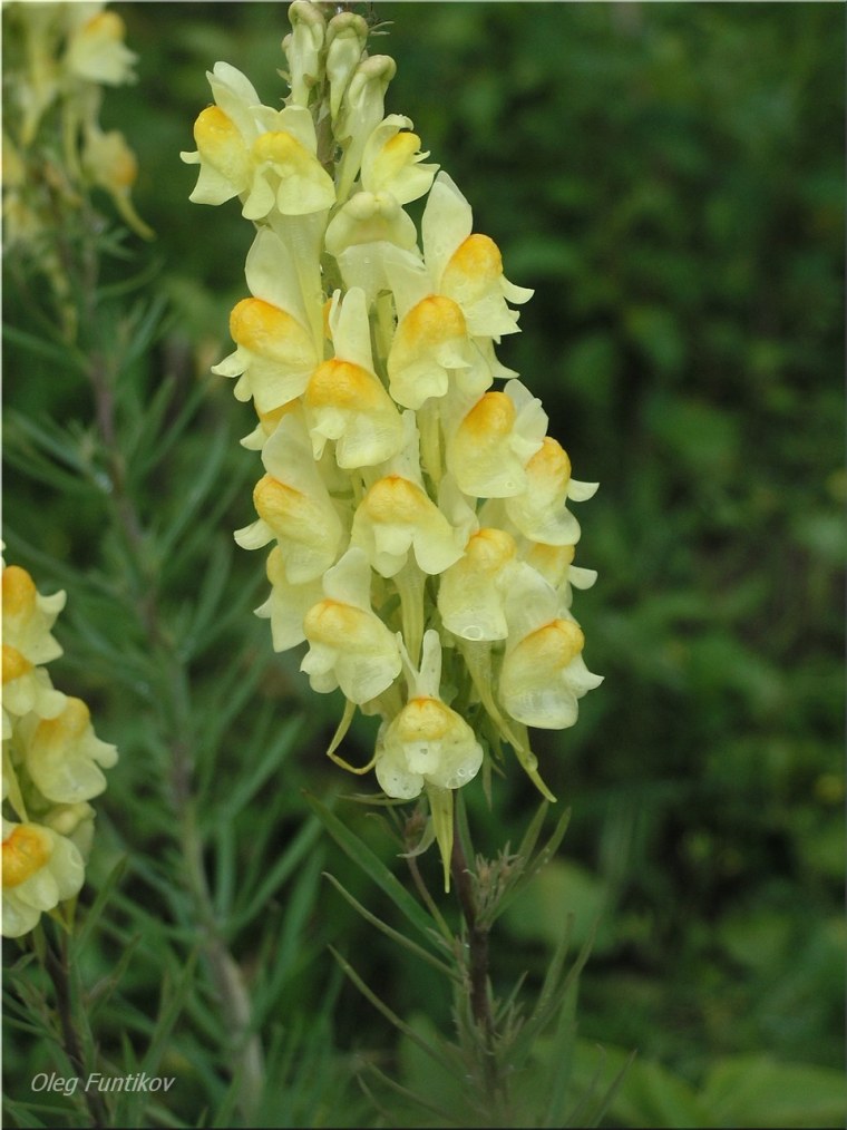 Льнянка обыкновенная