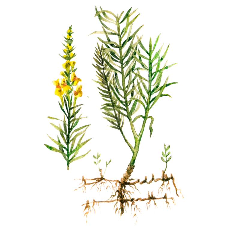 Льнянка обыкновенная Ботаническая