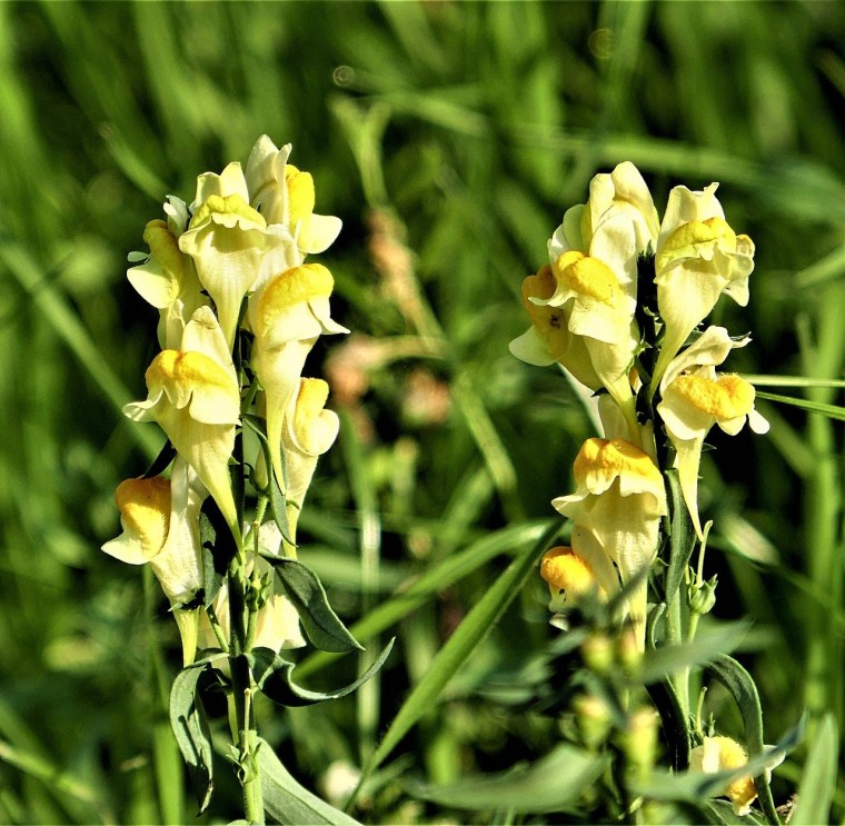 Льнянка обыкновенная Linaria vulgaris