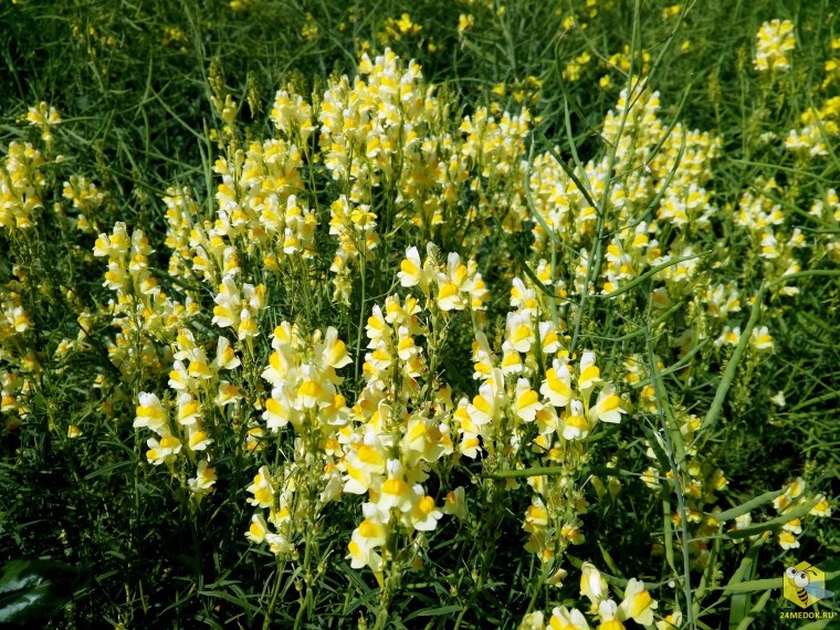 Львиный зев льнянка обыкновенная