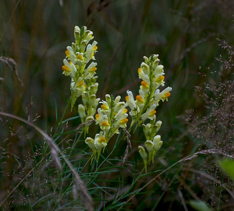 Льнянка ползучая