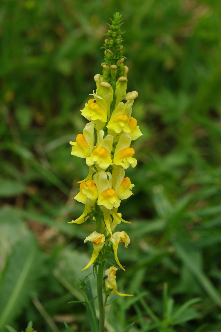 Льнянка необыкновенная