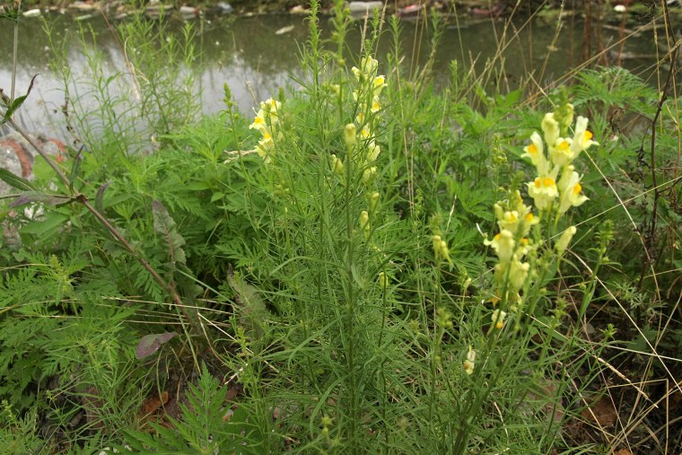 Льнянка обыкновенная (Linaria vulgaris) цветок