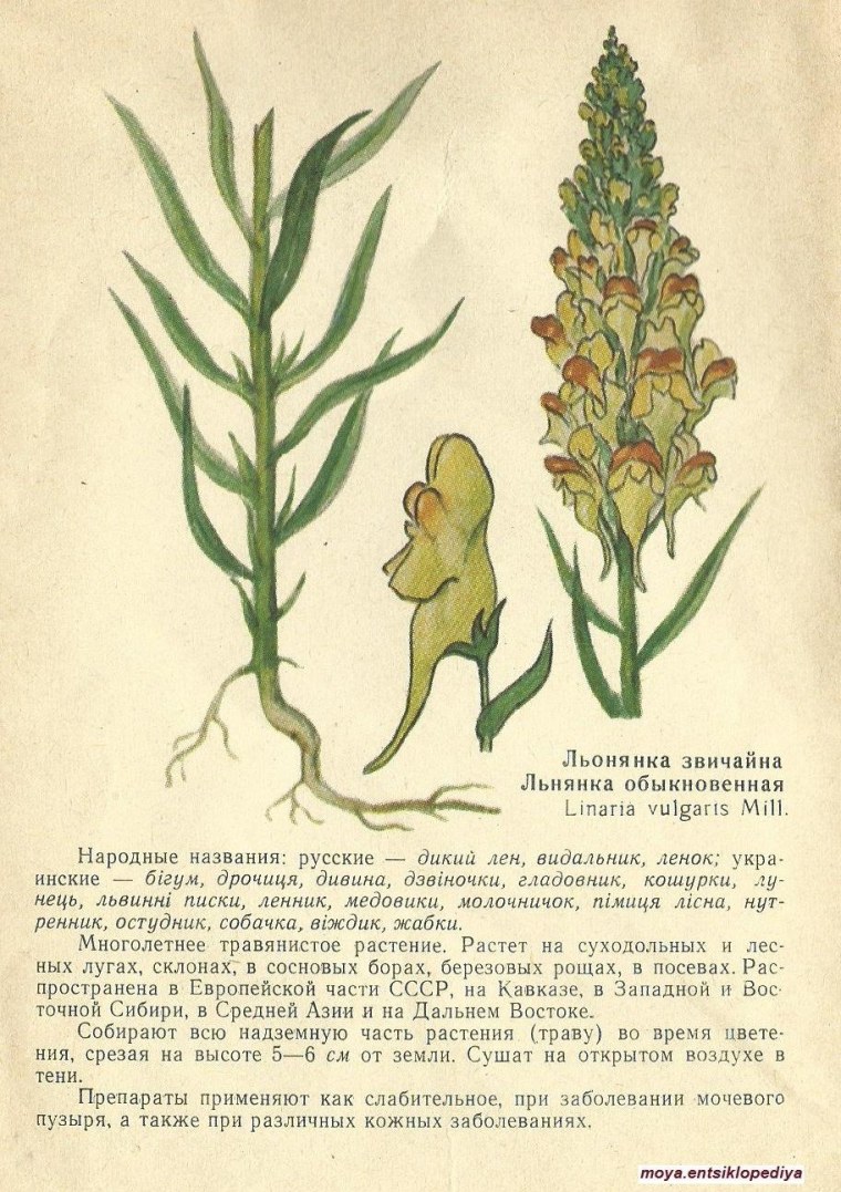 Льнянка обыкновенная ботаника