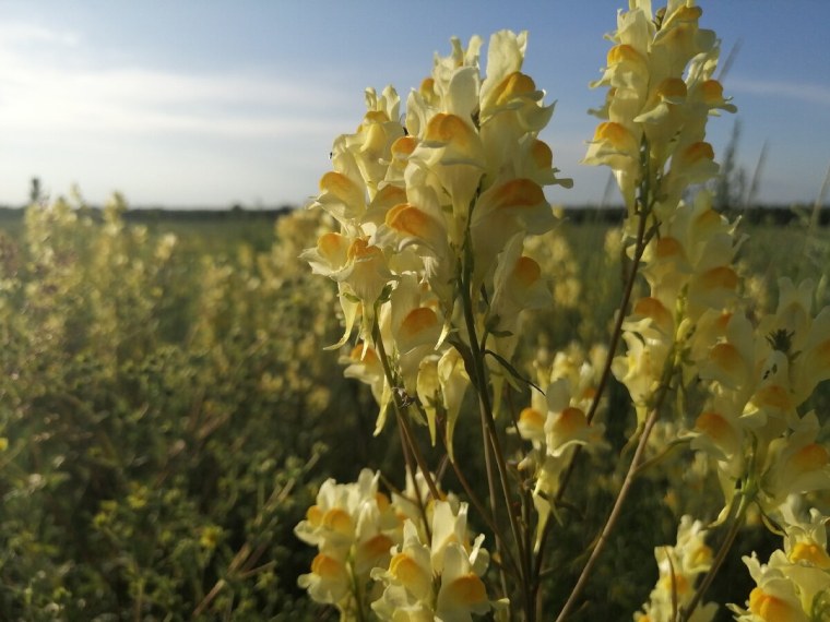 Льнянка дроколистная