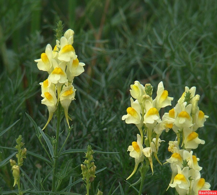 Льнянка львиный зев