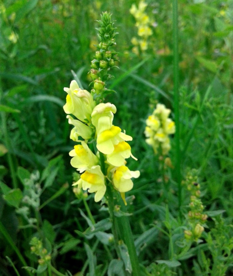 103. Льнянка обыкновенная (Linaria vulgaris)