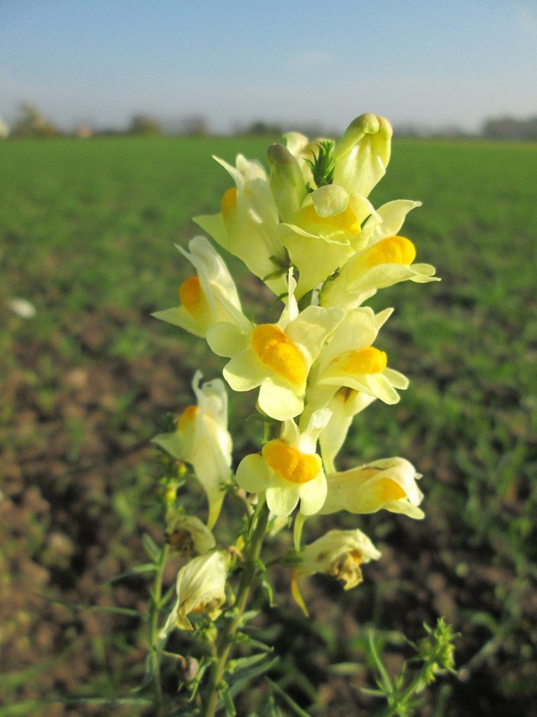 Льнянка обыкновенная (Linaria vulgaris Mill.).