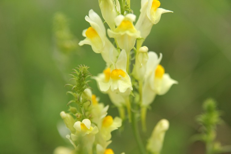 Льнянка обыкновенная (Linaria vulgaris) цветок