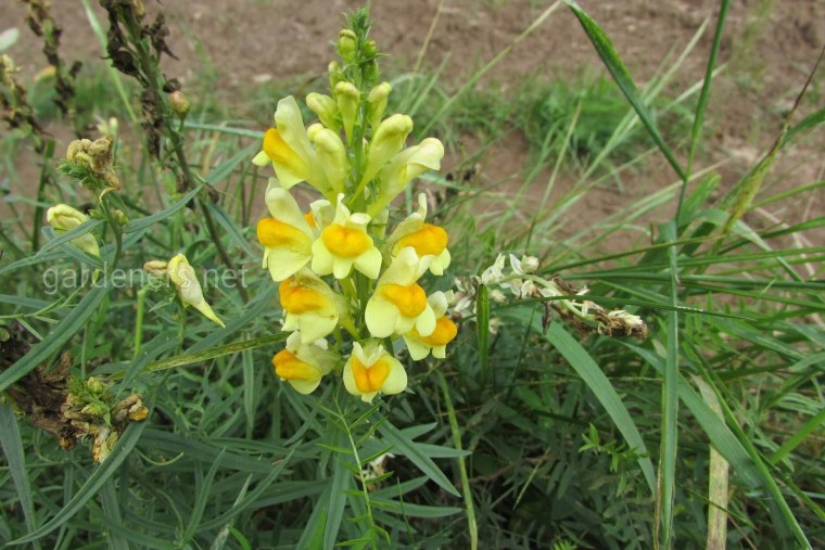 Льнянка обыкновенная (Linaria vulgaris Mill.).