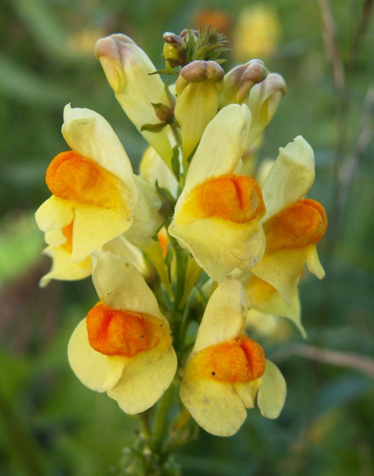 103. Льнянка обыкновенная (Linaria vulgaris)