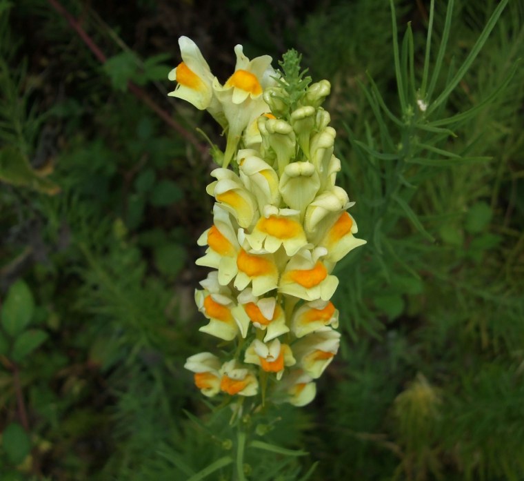Льнянка обыкновенная (Linaria vulgaris Mill.).