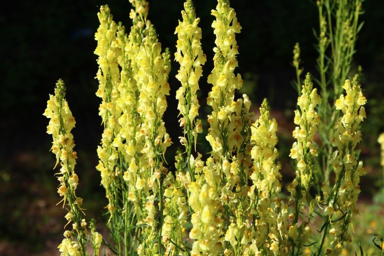 Льнянка Марокканская стебель