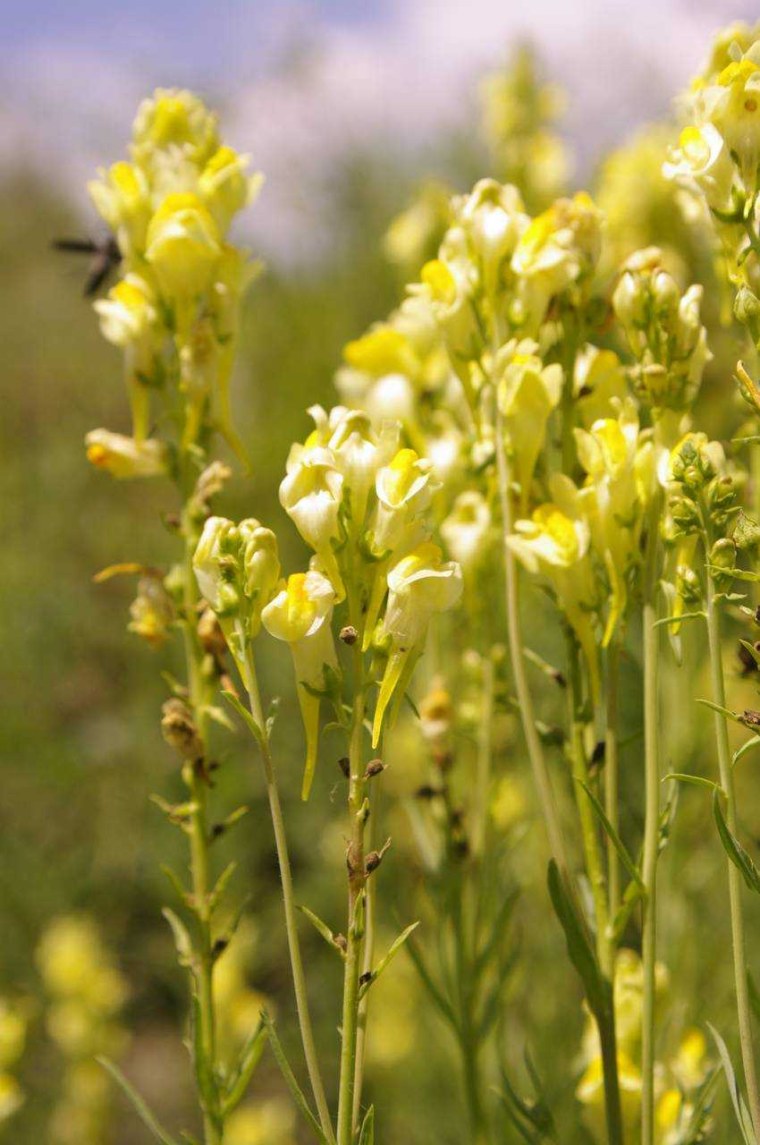 Льнянка ползучая