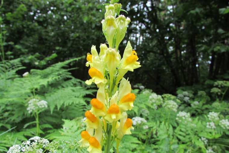 Льнянка обыкновенная семейство