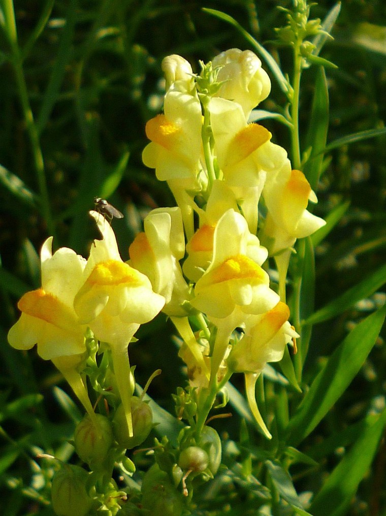 Льнянка львиный зев