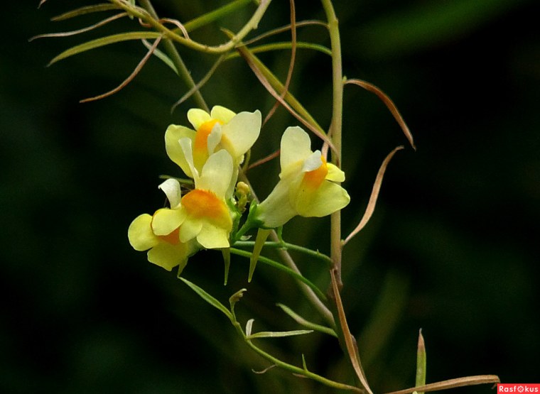 Львиный зев льнянка обыкновенная