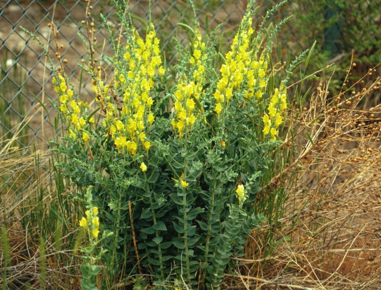 Льнянка дроколистная