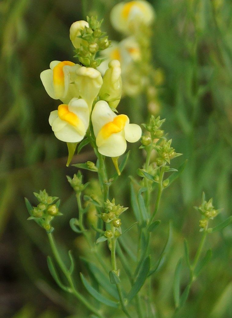 Льнянка (Linaria)
