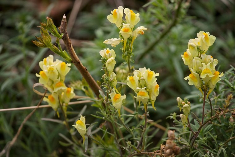 Льнянка обыкновенная (Linaria vulgaris Mill.).