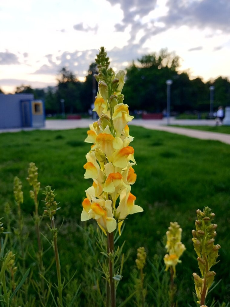 Льнянка декоративная