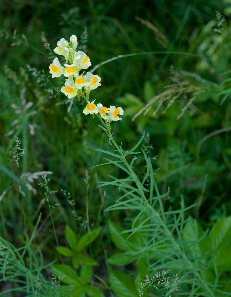 Льнянка львиный зев
