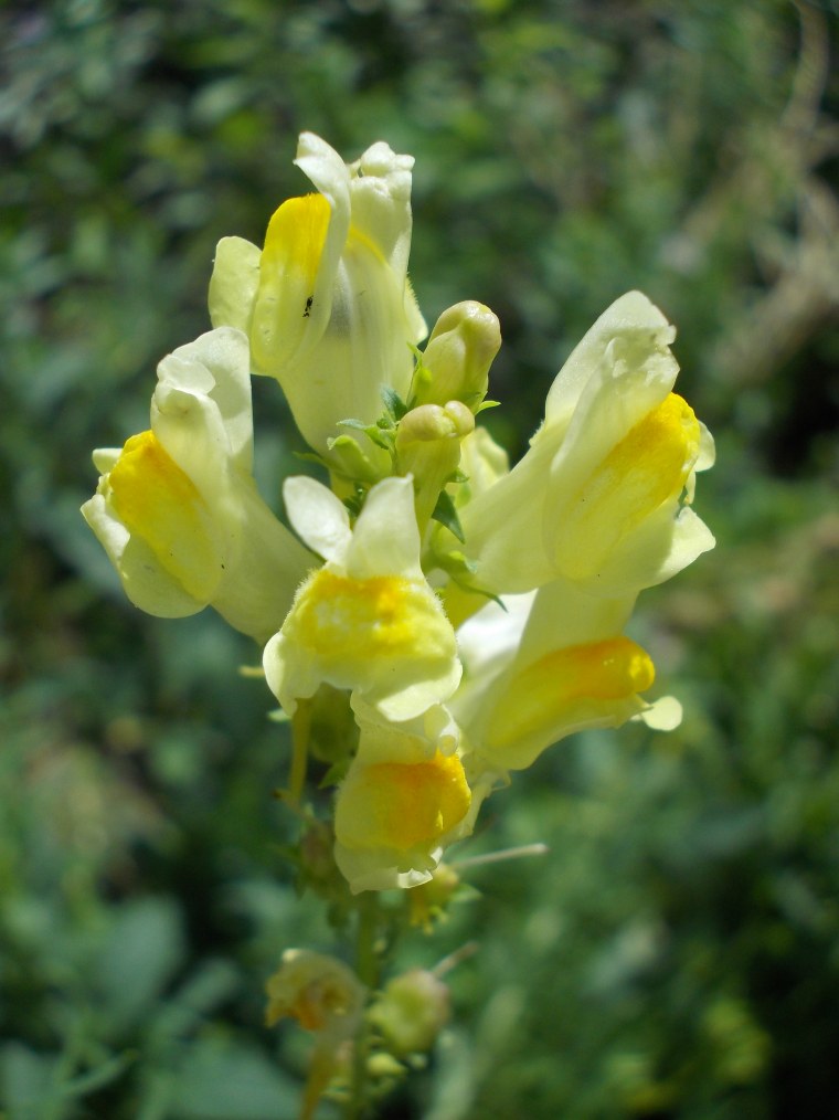 Льнянка обыкновенная