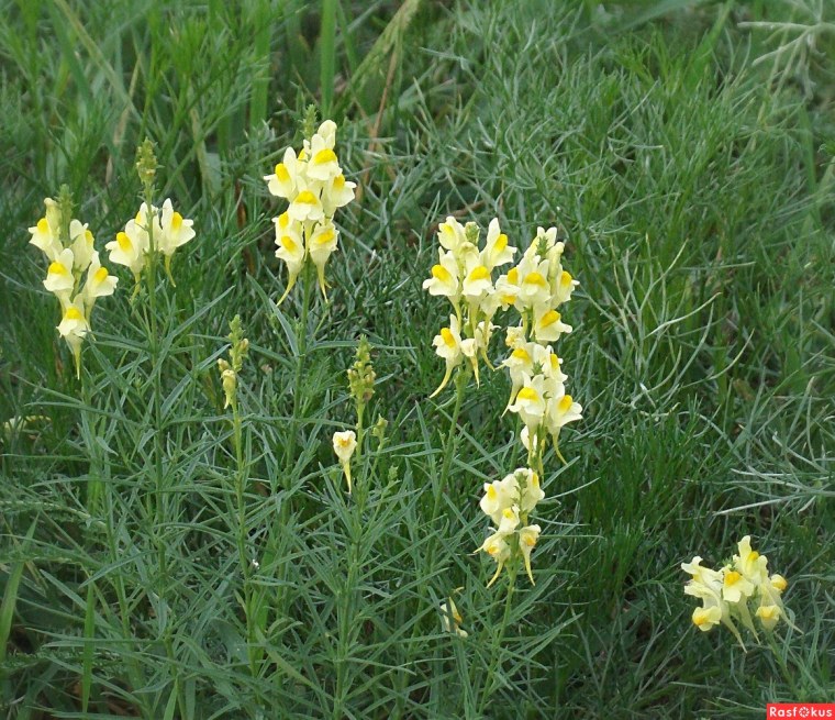 Льнянка ядовитая