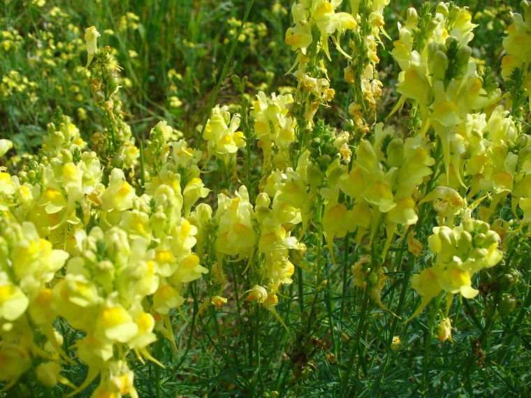 Льнянка обыкновенная